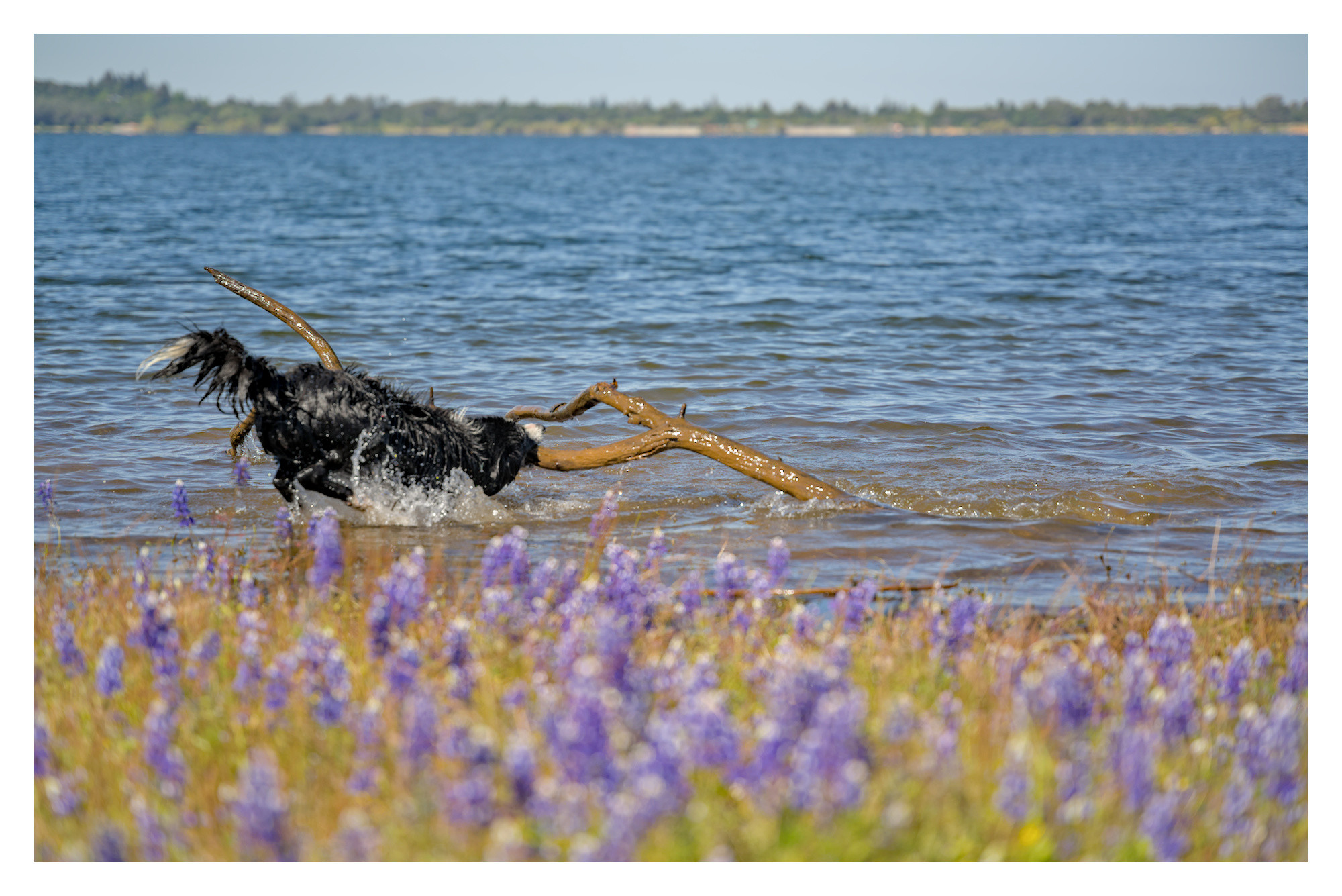 A border collie dragging a large tree branch out of the lake with some lavender in the foreground and a lake with trees far off in the background