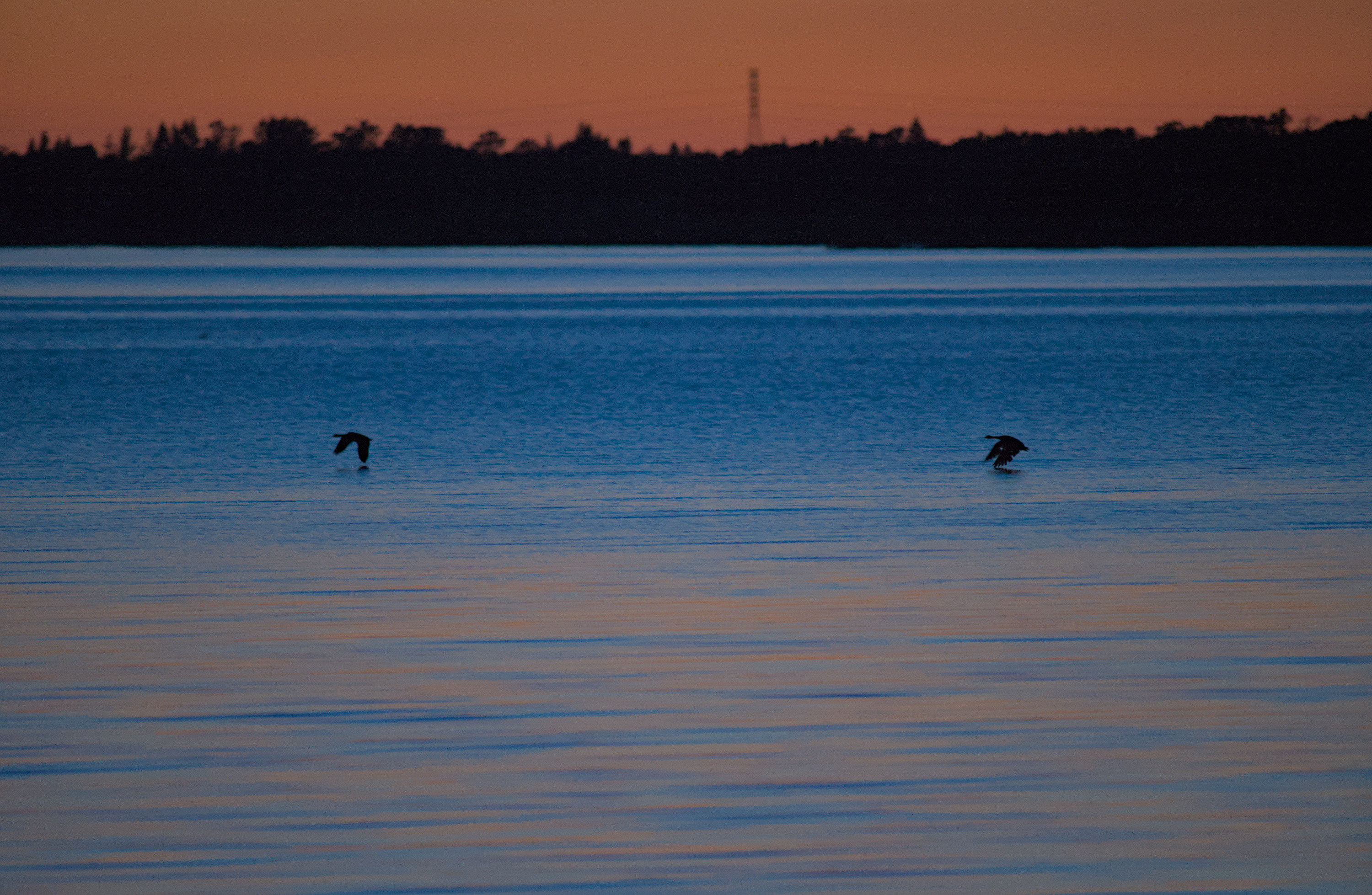 Geese flying close to the water in the evening as the sun past the horizon creating some blue and orangish pink colors